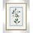 Colombe Shabby Elegance Botanical II - Framed Art-72514482-72514472