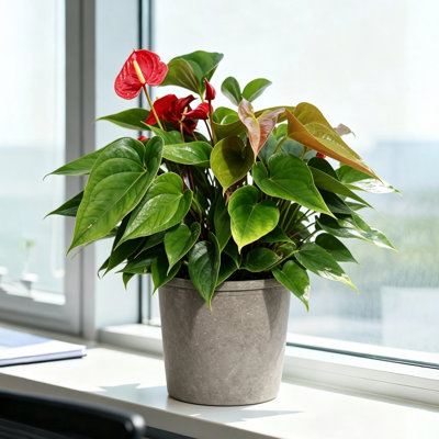 Live Anthurium Flamingo Lily in Decorative Planter