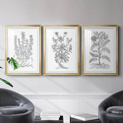 " B&W Plant Specimen V " 3 - Pieces