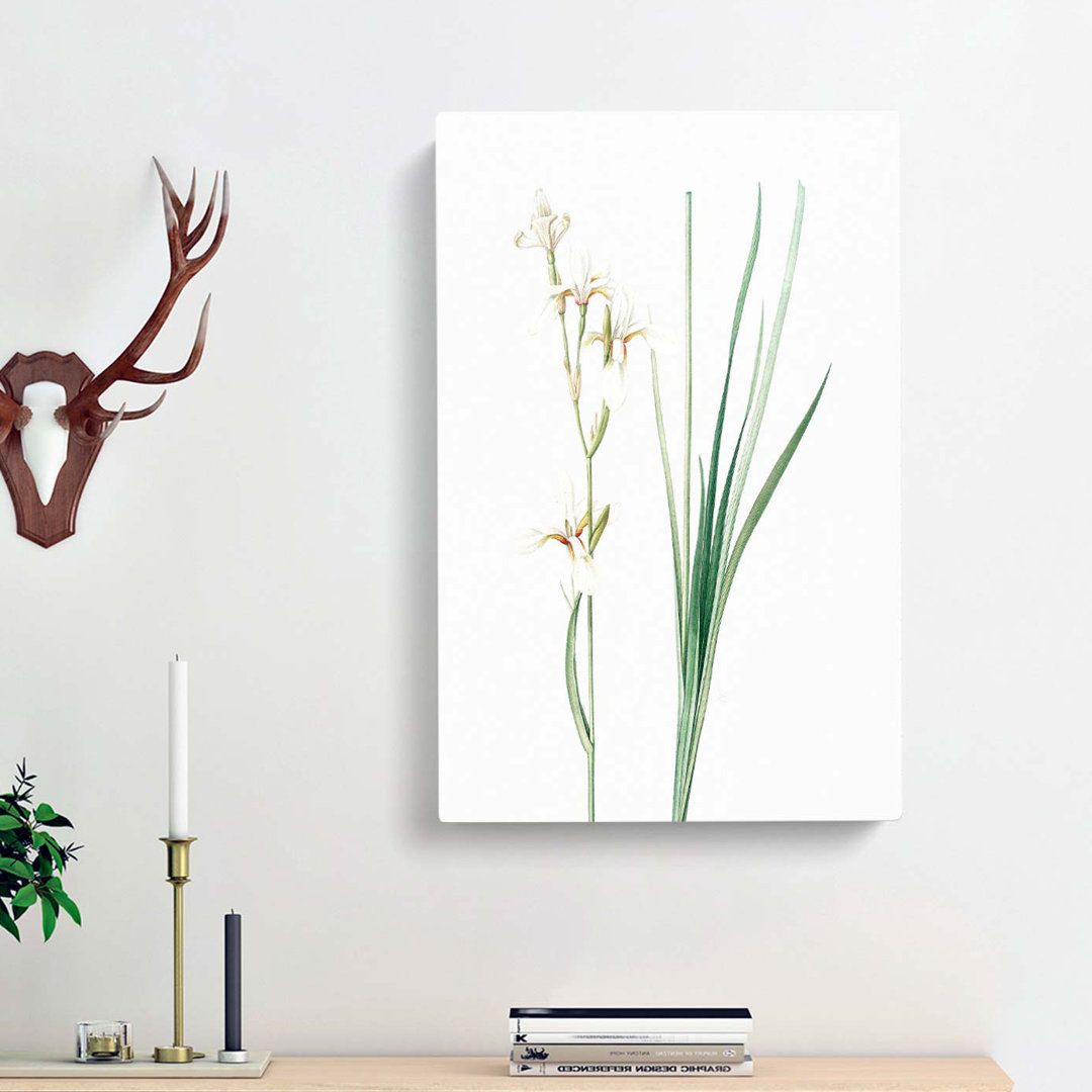 Siberian Iris Flowers by Pierre-Joseph Redoute - Wrapped Canvas