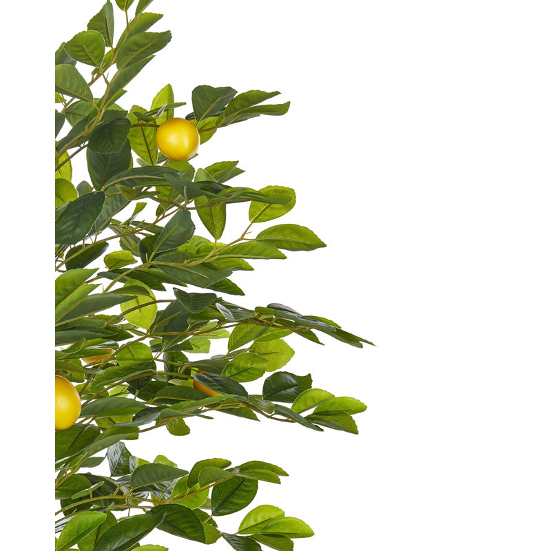 Faux Lemon Tree in Planter, 156cm H x 66cm W x 66cm D