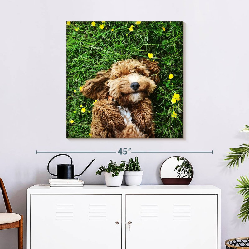 Crowle Happy Cockapoo Dog