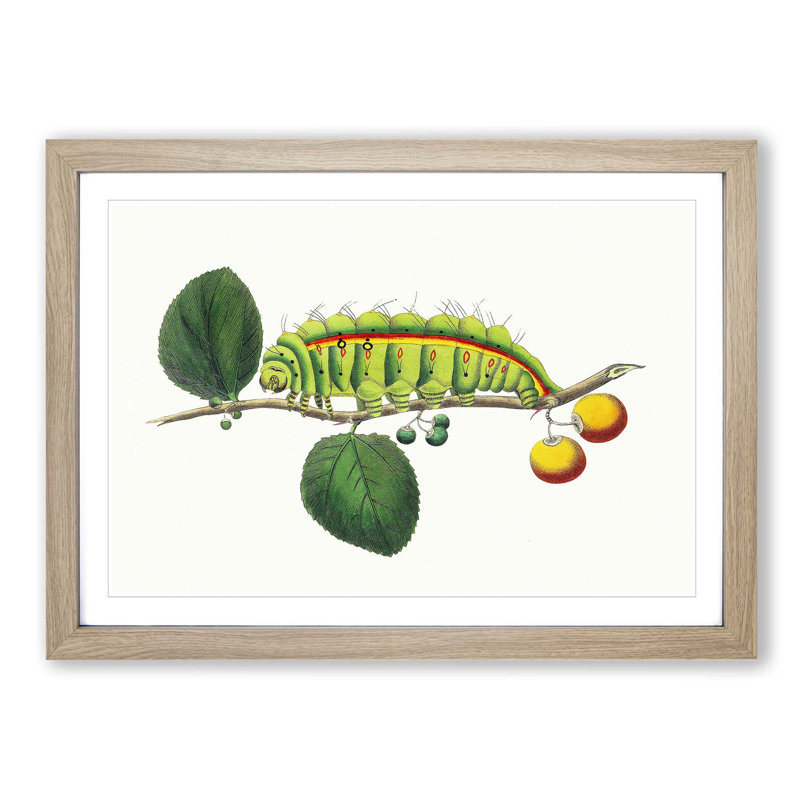 Caterpillar by George Shaw - Picture Frame Painting Print, Oak Framed, 27cm H x 36cm W x 2cm D