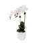 Orchidées phalaenopsis avec plantes grasses en pot Real Dimension