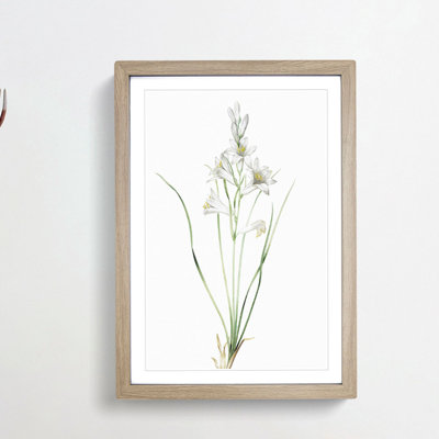 Paradise Lily by Pierre-Joseph Redoute - Framed Print
