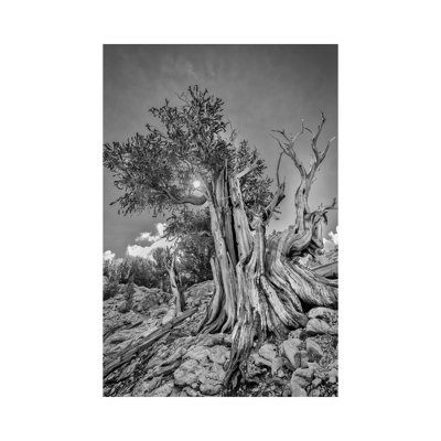 Usa, Eastern Sierra, White Mountains, Bristlecone Pines 1 Piece Wrapped Canvas Wall Art