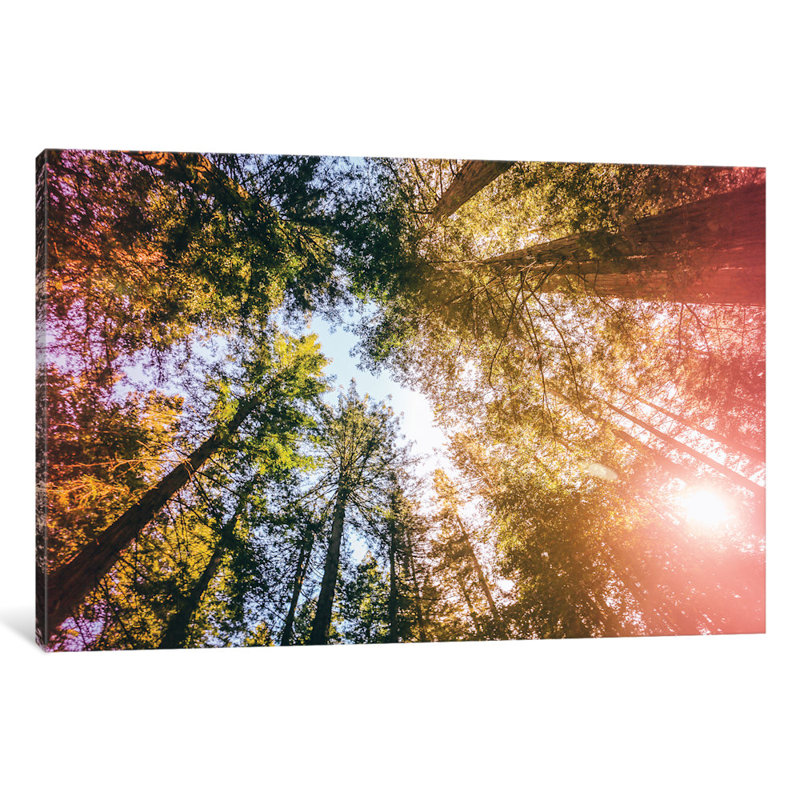 « california séquoias », reproduction de photo sur toile tendue, H 12 po x l 18 po x P 1,5 po