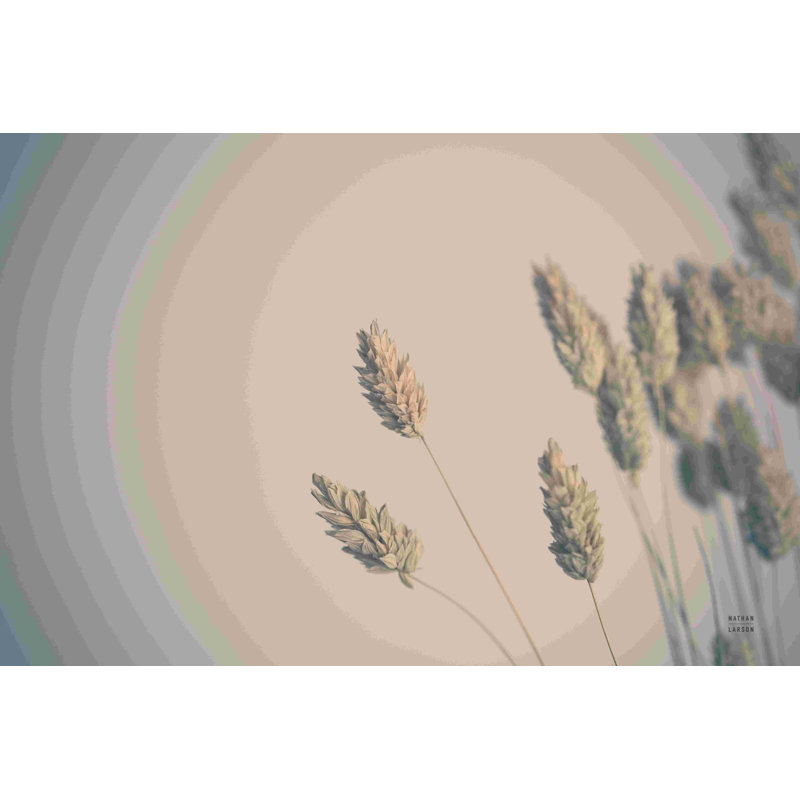 «Dried Grass Study» par Nathan Larson, impression sur toile tendue, Toile tendue, H 8 po x l 12 po, Non