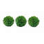 Buis de plantes en faux conserve