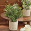 Ensemble de 2 pots d'eucalyptus et romarin 9,5 po Fake Plants