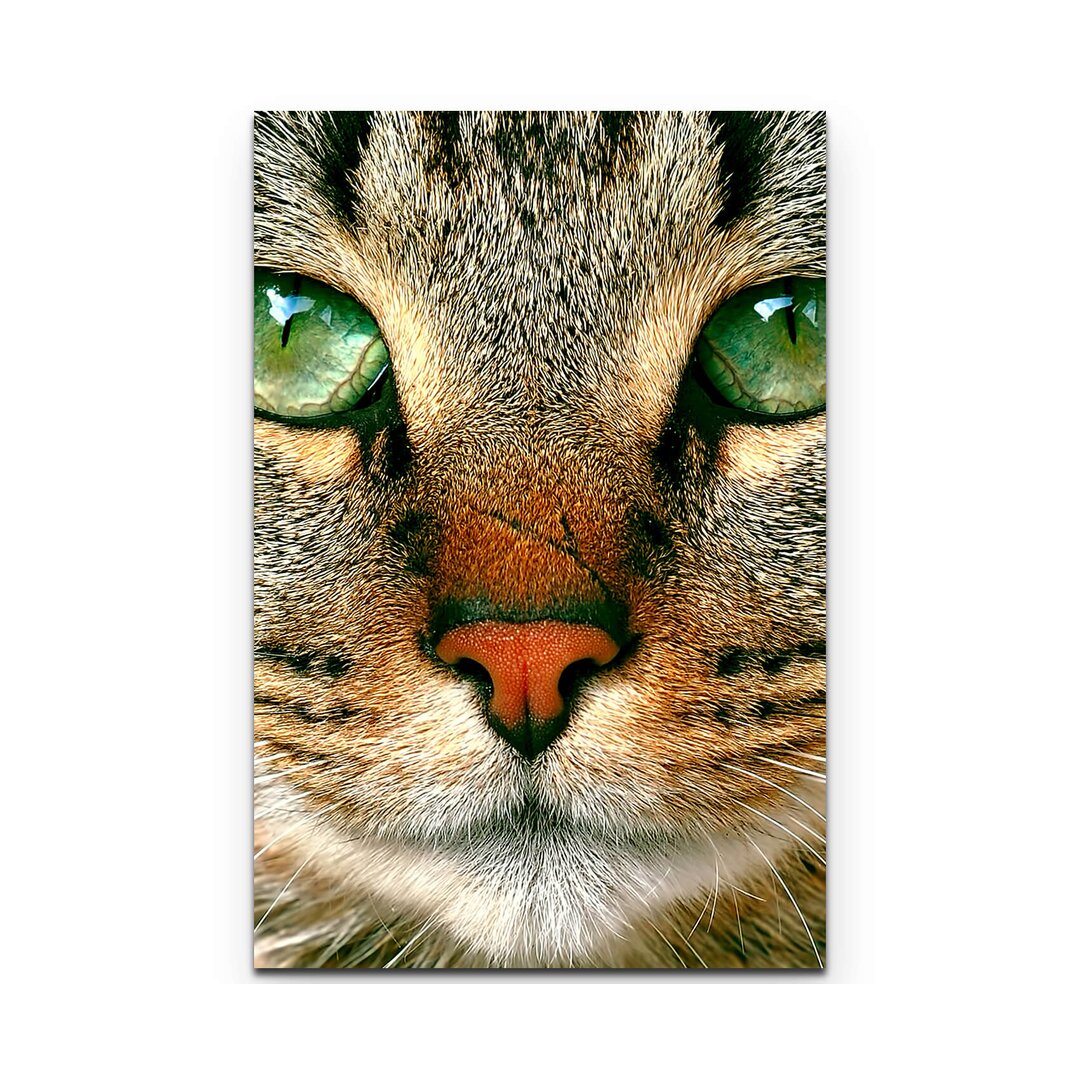 Leinwandbild Portrait einer Tabbykatze mit grünen Augen