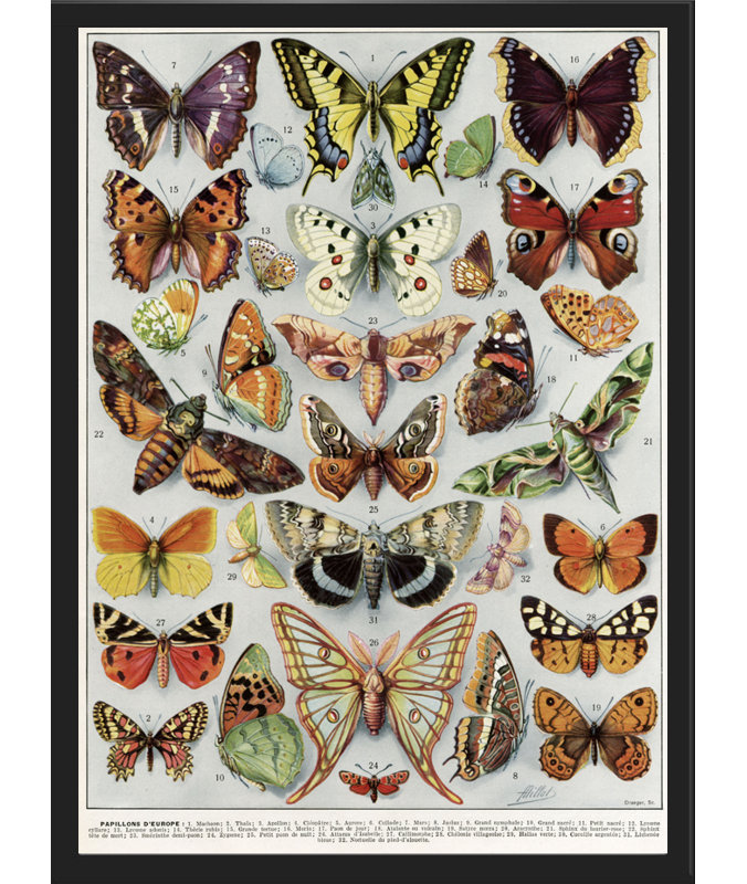 Papillons by Larousse - Single Picture Frame Print