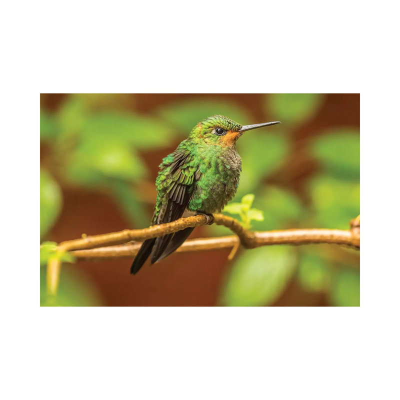 Costa Rica, Monte Verde Cloud Forest Reserve. Female Purple-Throated Mountain Gem Close-up. 1 Piece Wrapped Canvas Wall Art