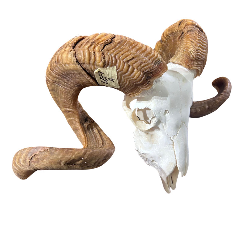 Trophy Size Real Ram Skull