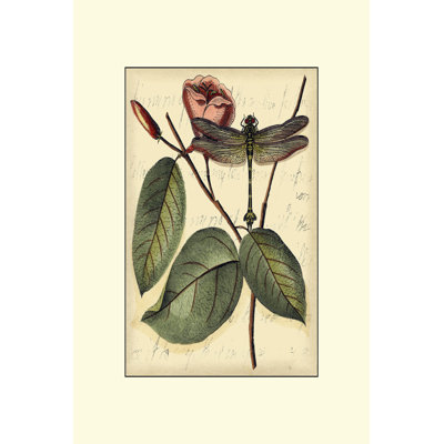 Petite Dragonflies IV by Vision Studio - Wrapped Canvas Print