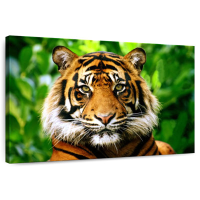 Sumatran Tiger Gaze