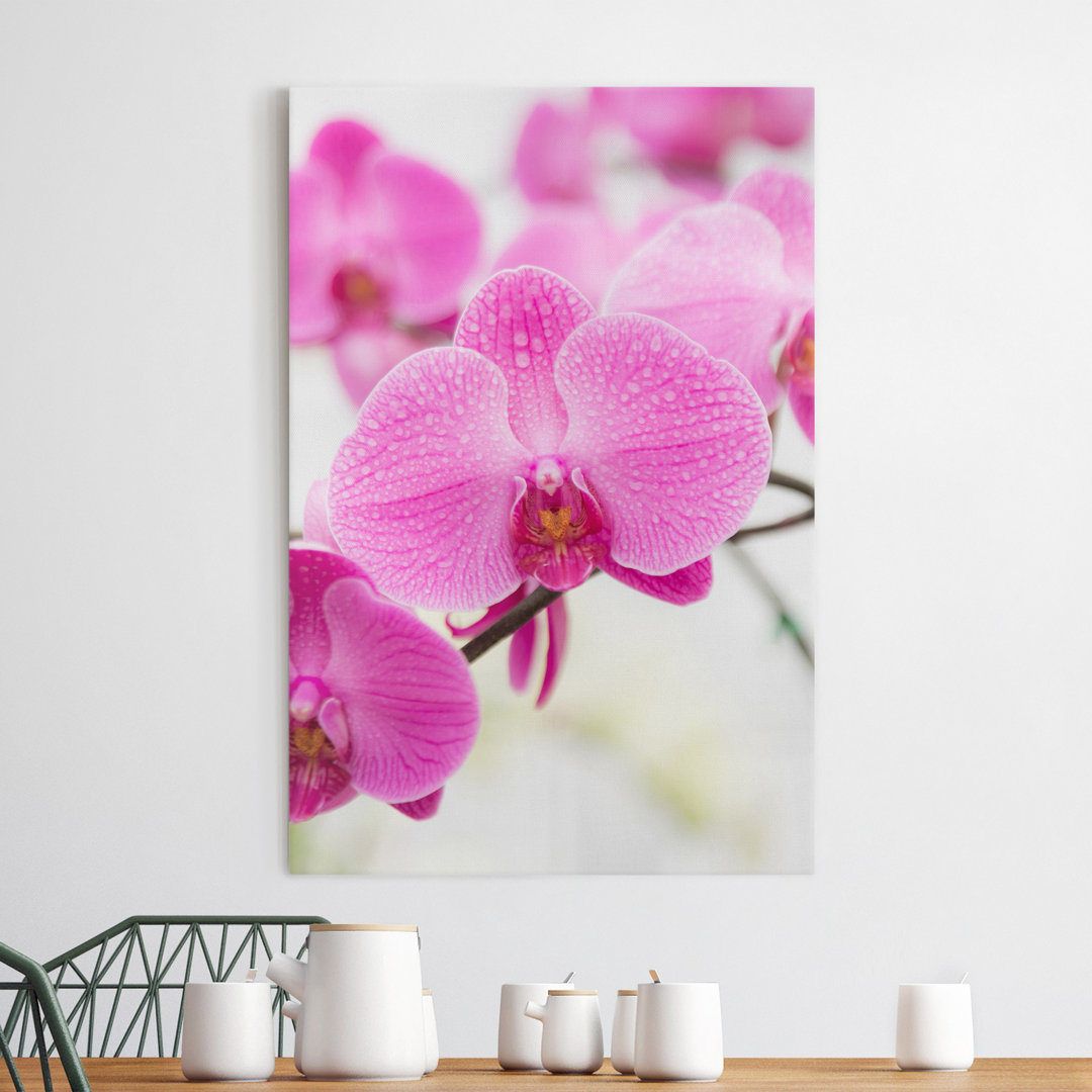 Leinwandbild Nahaufnahme Orchidee