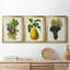 Antique Fruit VI - ensemble de 3 impressions sur toile encadrées-227612689-227612692