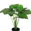 Plante 19 "Philodendron Monstera