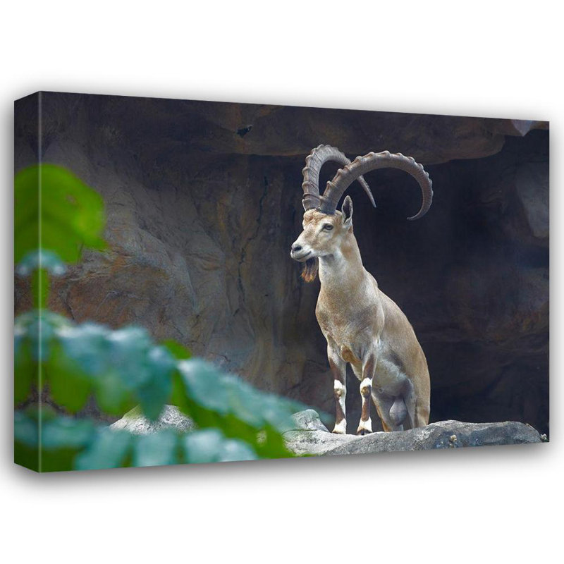 «Union Rustic Fitzharris», art sur toile tendue par Tim Gallery: Nubian Ibex 58884, H 36 po x l 47 po