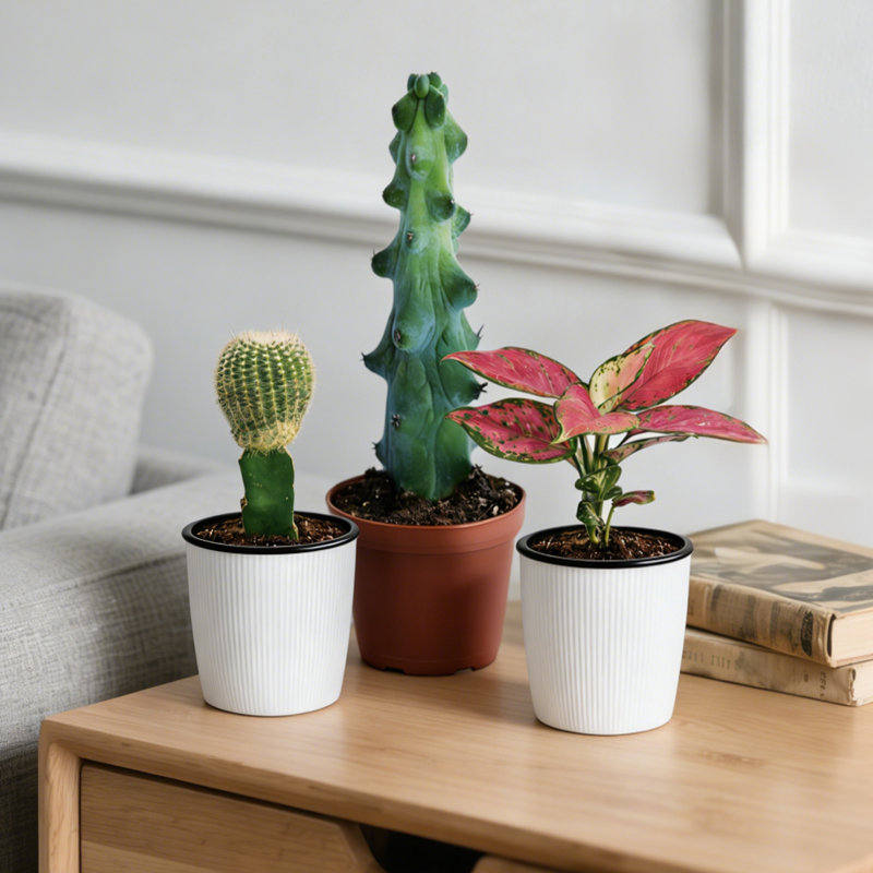 3-Piece Live Plants Set 
