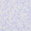 Schumacher x Backdrop Superbloom Wallpaper-71294561