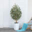 Adcock Faux Olive Tree with UV Protection, 2 Natural Tree Trunks, Large Decorative Potted Olive Tree-89410998-89410992