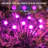 Solar Twinkle Globe Luminary & Pathway Lights
