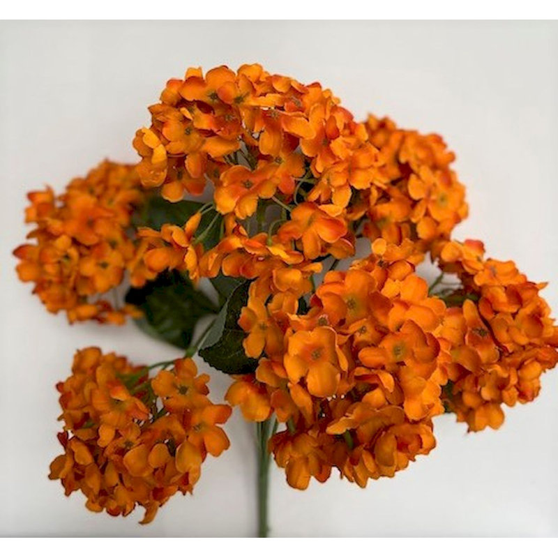 Hortensia