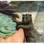 Animals UV Resistant Stone Garden Statue