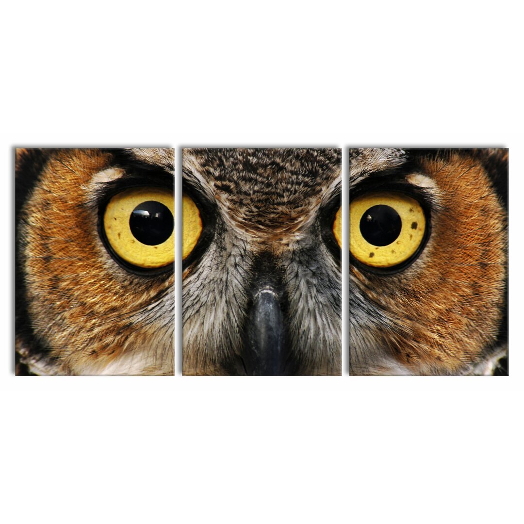 3-tlg. Leinwandbilder-Set Alert Owl