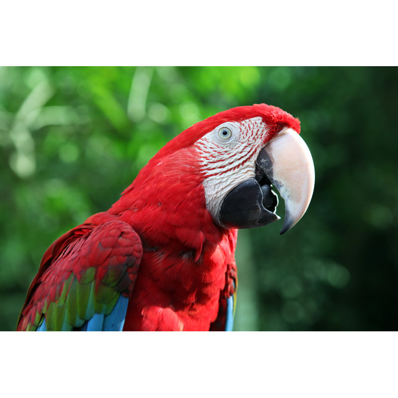 Red Scarlet Macaw - Wrapped Canvas Print, 51cm H x 76cm W x 3.8cm D
