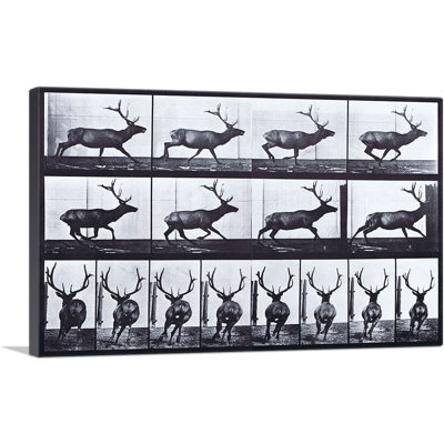 " Elk Galloping " by Eadweard Muybridge