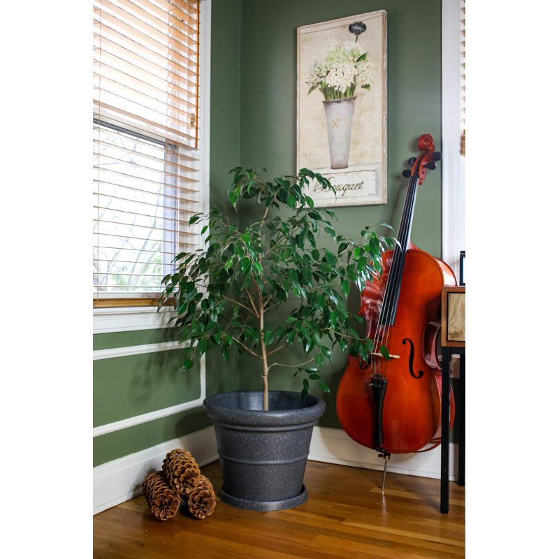 Saucer Plant Stand