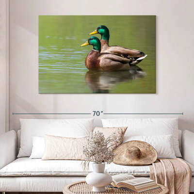 Couple de canards colverts Brampt