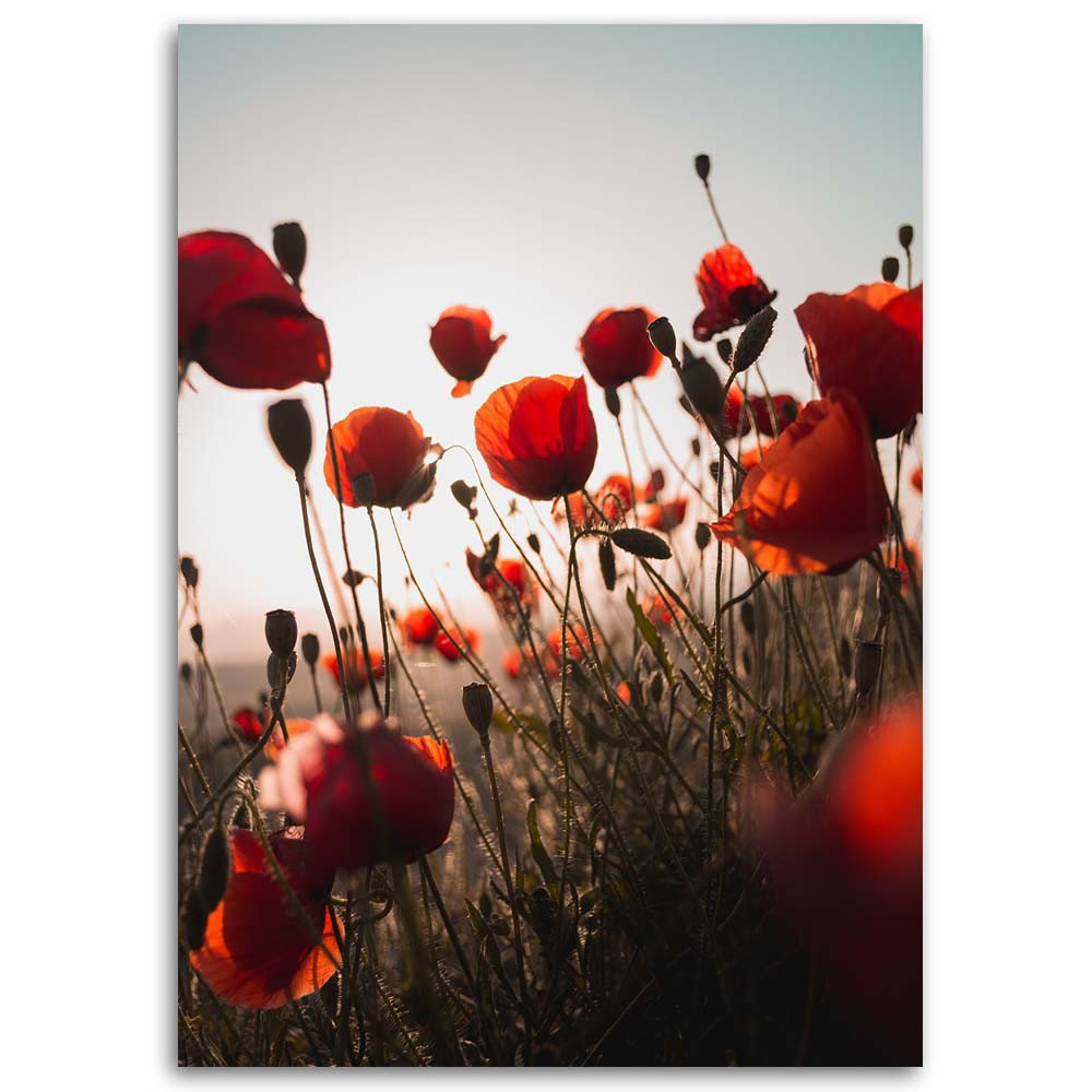 Leinwandbild Red Poppy In Field Flowers