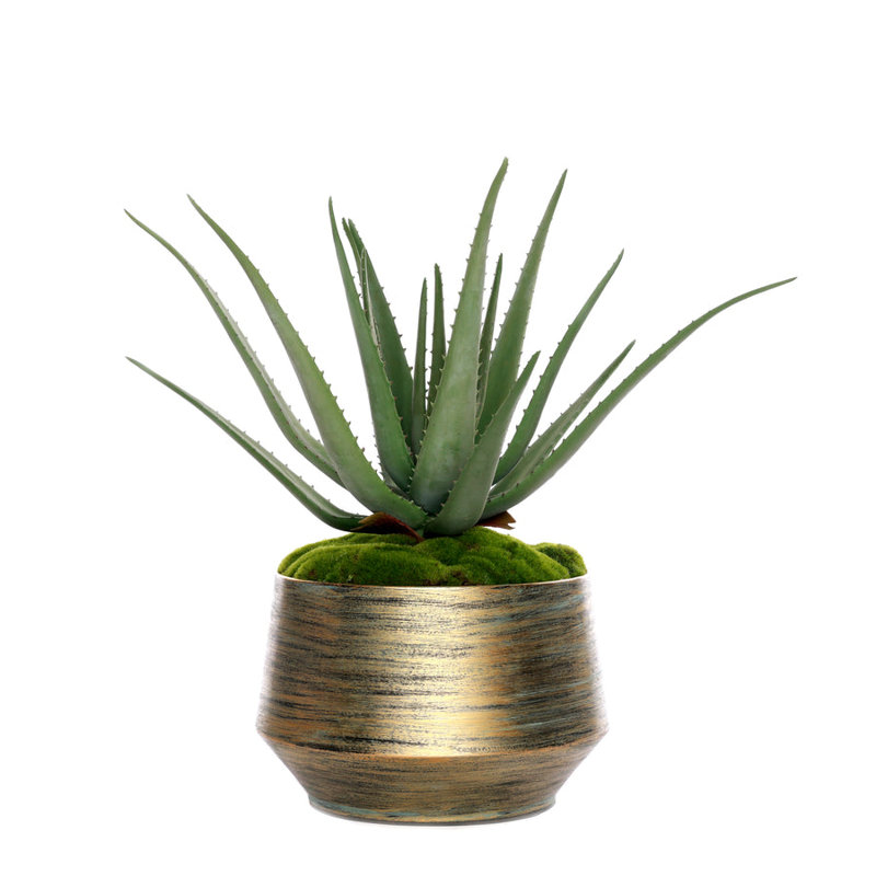 1 Plant