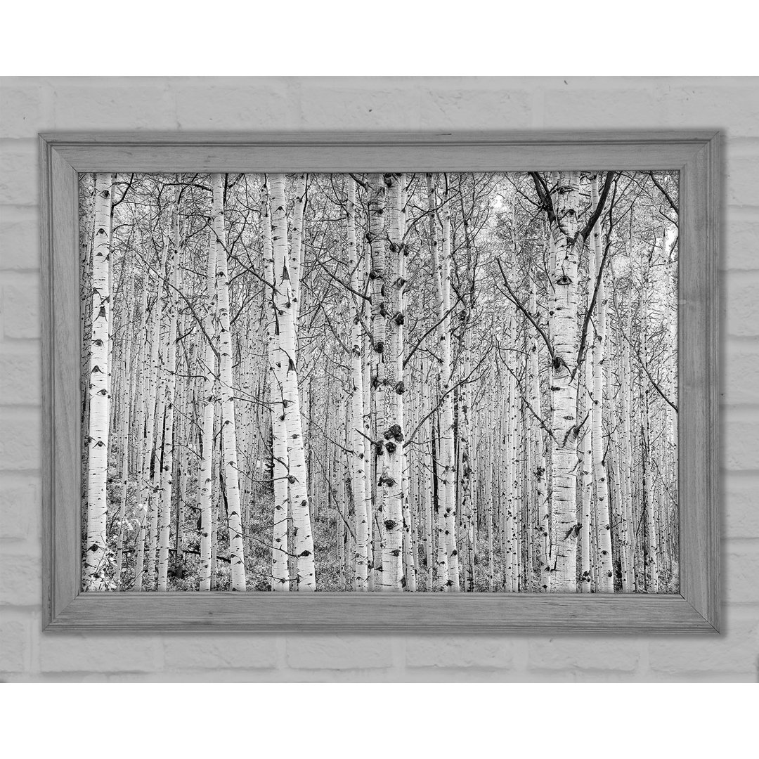 Just Silver Birch - Einzelner Bilderrahmen Kunstdrucke