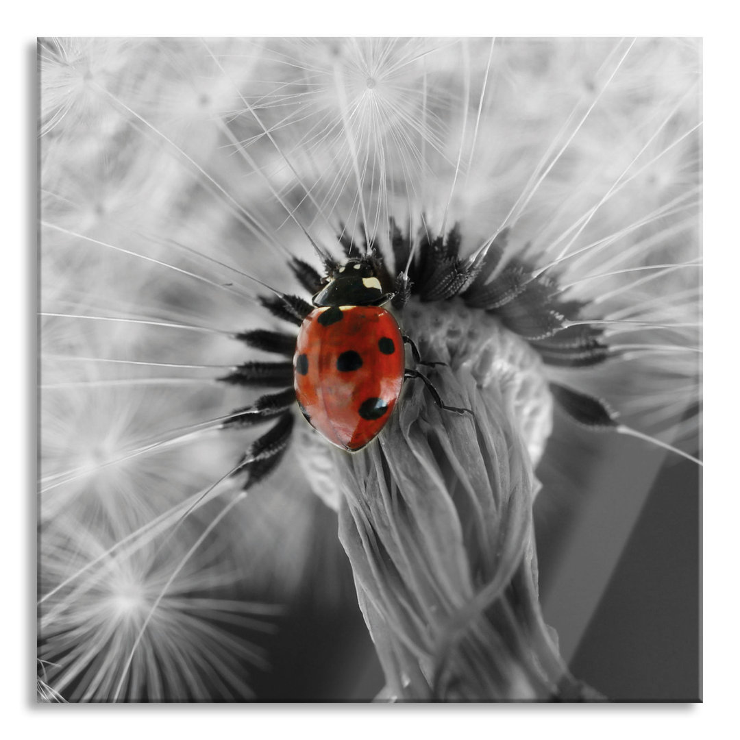 Ungerahmtes Foto auf Glas "Beautiful Ladybird on a Dandelion"