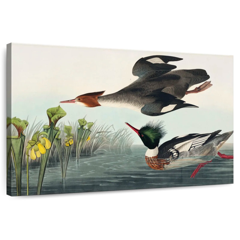 Brampt Red Breasted Merganser, 34" H x 51" W