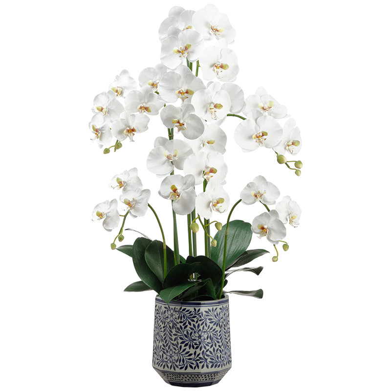 37 po PHALAENOPSIS PLANT (Vase en céramique)
