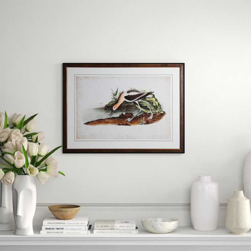 Advocet Print by Audubon
