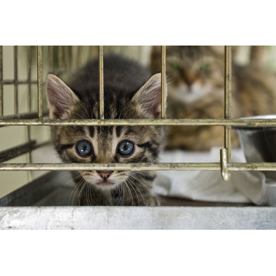 The Citten Looking From The Cage by Salinde - Wrapped Canvas Print