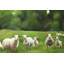 Fields of Sheep - reproduction encadrée avec passe-partout | Décoration animaux verts