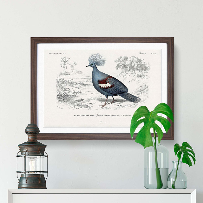 Crowned Pigeon Illustration by Charles D Orbigny - Framed Print, Walnut Framed, 27cm H x 36cm W x 2cm D