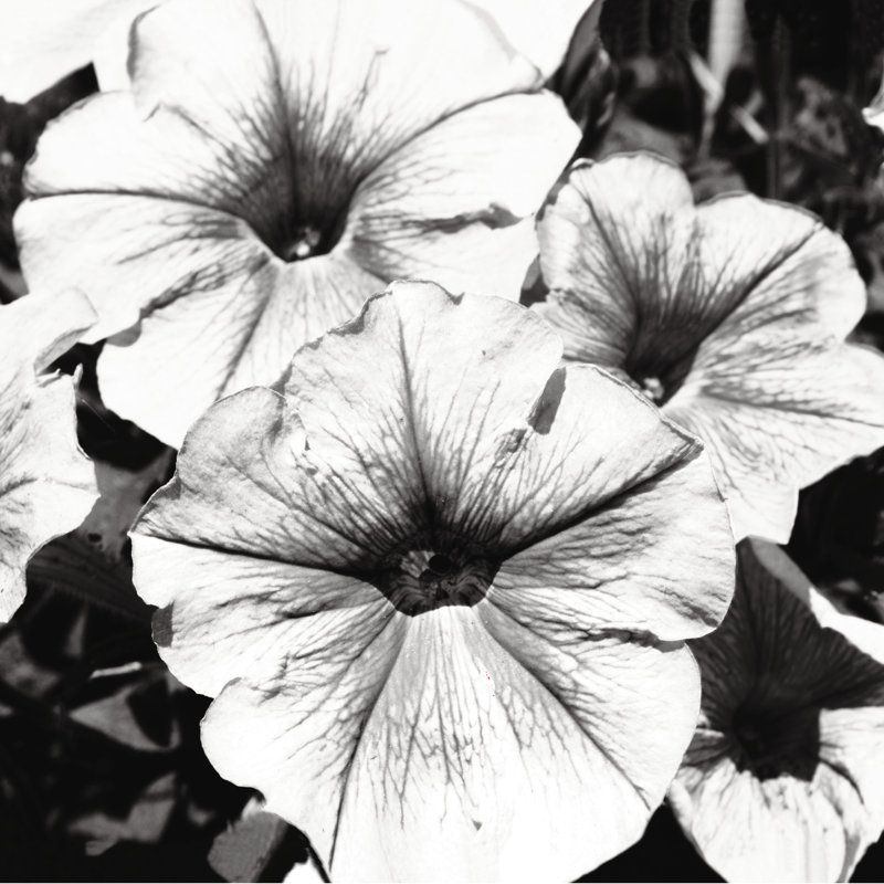 Black And White Flower 6 - Wrapped Canvas Print, 30cm H x 30cm W x 3.8cm D
