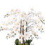Arrangement floral orchidée phalaenopsis