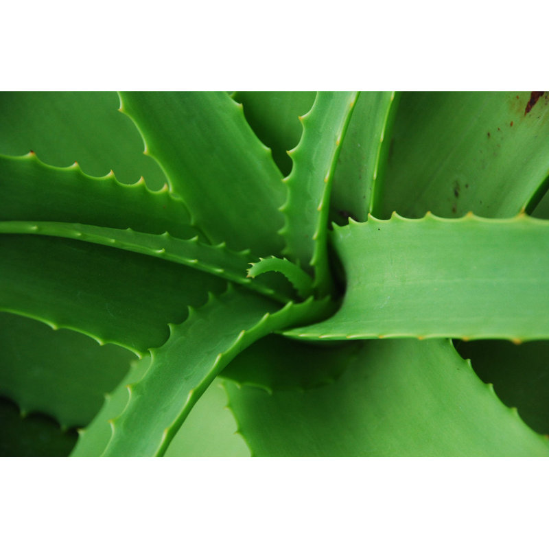 Spiky Aloe Vera Macro 1 Piece Wrapped Canvas Wall Art, 20cm H x 30cm W x 3.8cm D