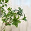 Faux arbre artificiel japonais Enkianthus-967423162