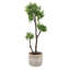 Arbre à fraises Uttermost Arbor